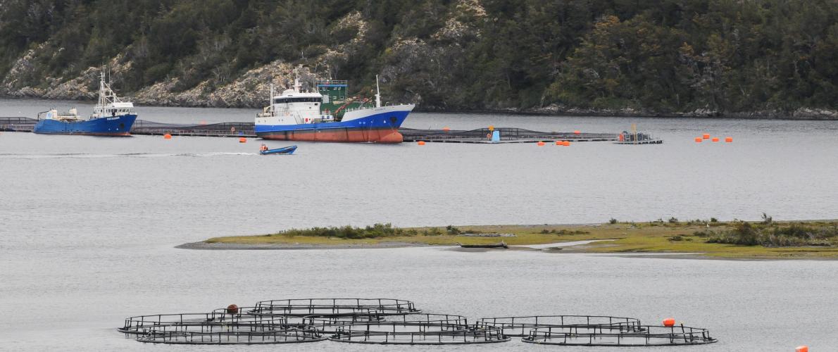 La necesaria transparencia en la industria salmonera