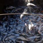 SERNAPESCA: en un 14% disminuye la mortalidad de salmones en Chile por causas infecciosas