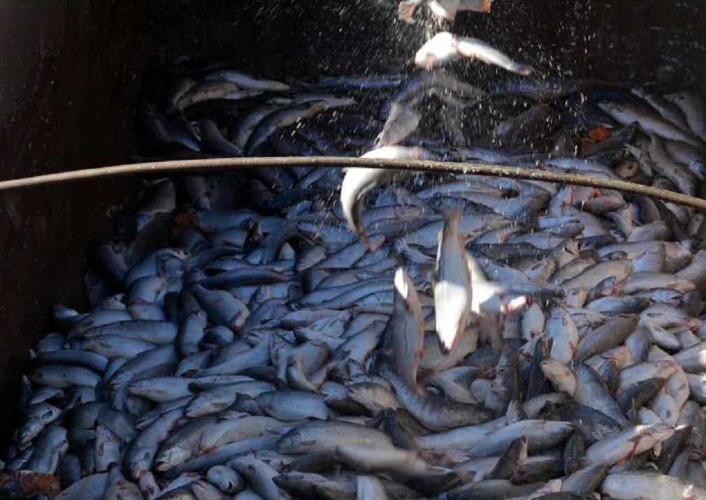 SERNAPESCA: en un 14% disminuye la mortalidad de salmones en Chile por causas infecciosas