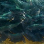 Avanza en el Congreso proyecto de ley sobre sedimentos acuícolas: empresas  titulares de concesiones salmoneras  deberán limpiar el fondo marino