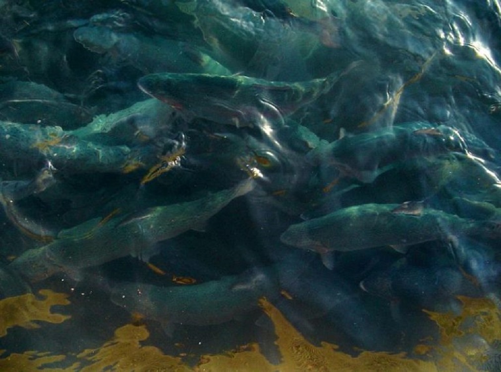 Avanza en el Congreso proyecto de ley sobre sedimentos acuícolas: empresas  titulares de concesiones salmoneras  deberán limpiar el fondo marino