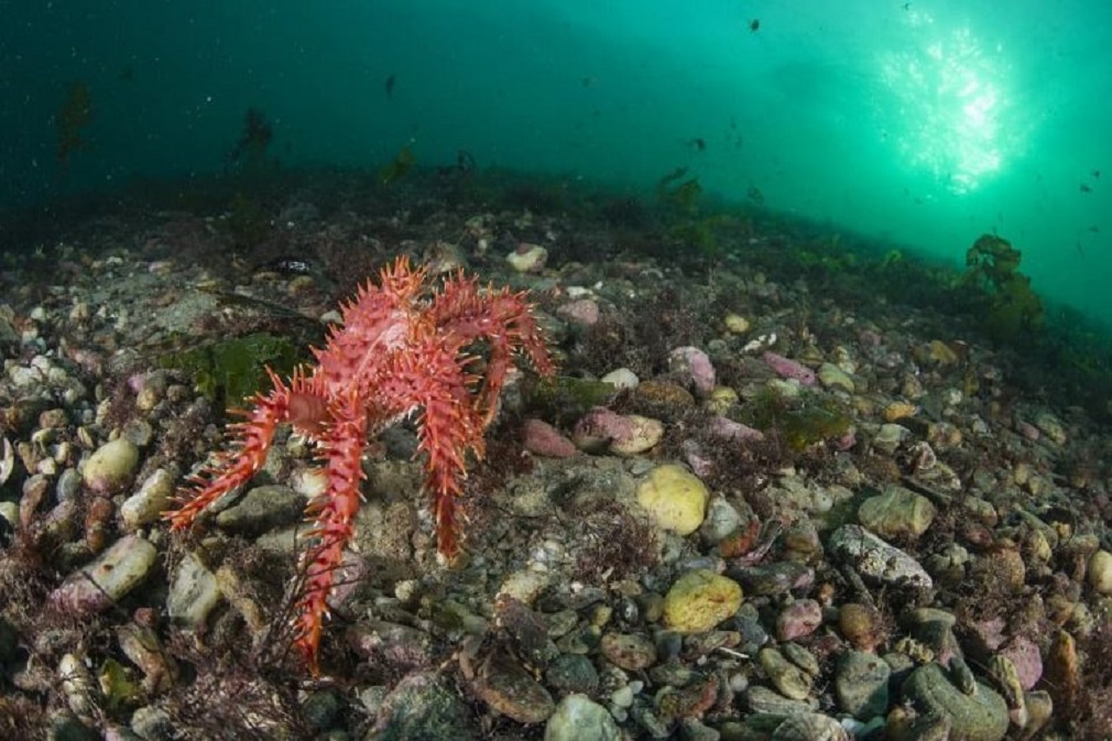 Científicos del Centro IDEAL establecen que cambio climático está afectando la reproducción de la centolla en Magallanes