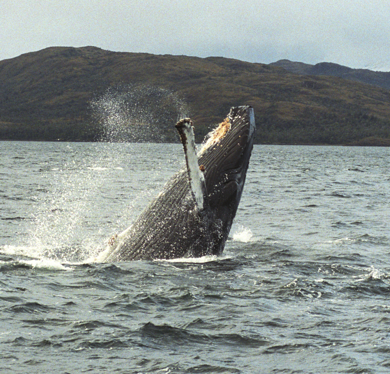Muestreos realizados por investigadores del CEQUA advierten incremento en la presencia  de la ballena jorobada en aguas de la isla Carlos III