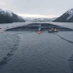 Salmonicultora Nova Austral de Porvenir realiza investigación interna, tras fiscalización de SERNAPESCA por denuncia de manipulación estadística y otras irregularidades