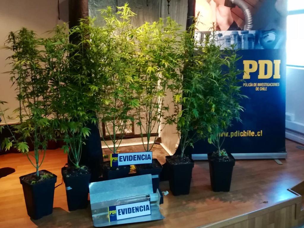 Incautan 6 plantas de cannabis sativa en Puerto Natales