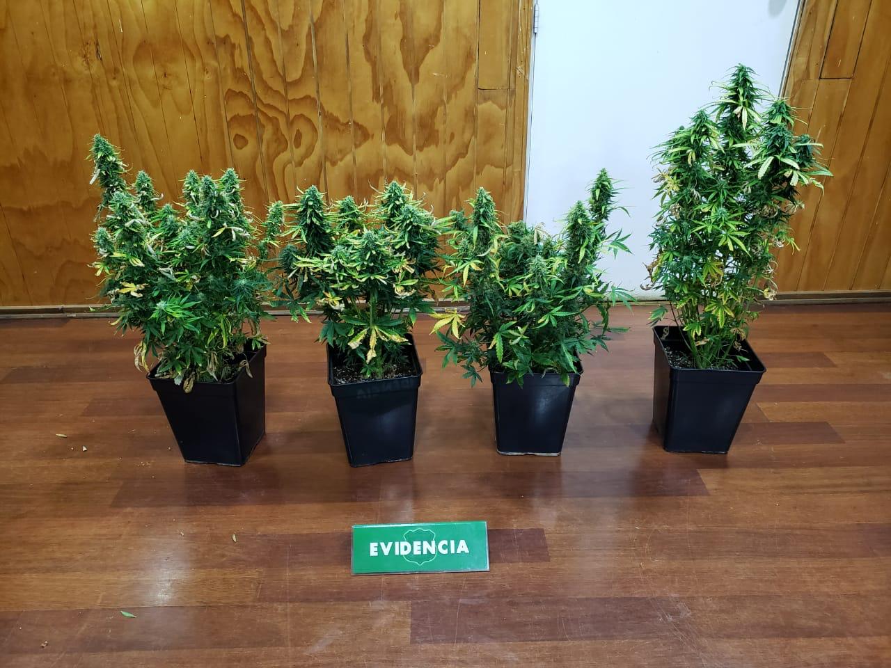 Una detenida por cultivo ilegal de Cannabis en el centro de Punta Arenas