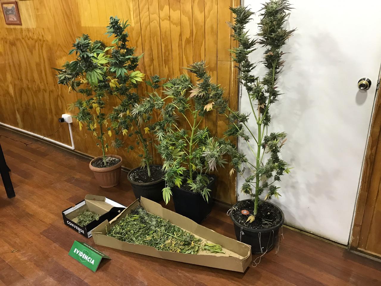 OS 7 de Carabineros descubre e incauta sistema indoor de cannabis sativa y marihuana: un  adulto detenido