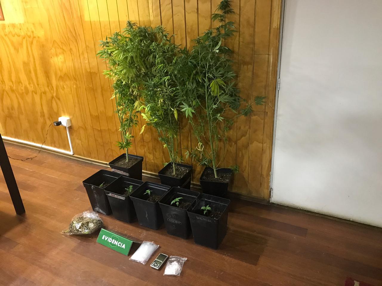 Carabineros descubre plantación indoor de cannabis sativa  en Punta Arenas