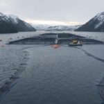 Salmonera Nova Austral de Porvenir deberá enviar análisis por adulterar suelo marino en centro de cultivo de la región de Magallanes