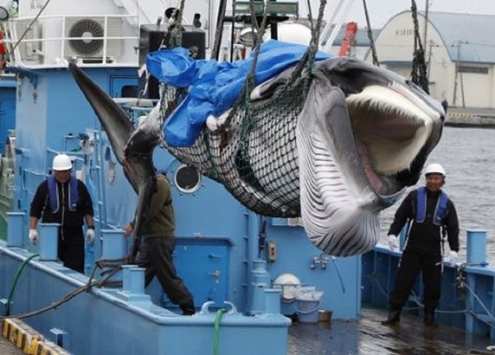 Japón reanudó la caza comercial de ballenas tras moratoria de tres décadas