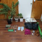 En control vehicular y domicilio de un conductor descubren plantas de cannabis sativa y marihuana