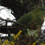 SAG Magallanes explica: ¿Por qué cada vez hay más fauna salvaje en la ciudad?