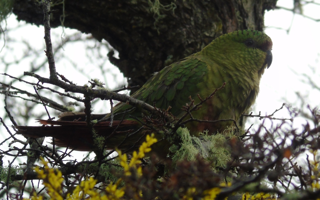 SAG Magallanes explica: ¿Por qué cada vez hay más fauna salvaje en la ciudad?