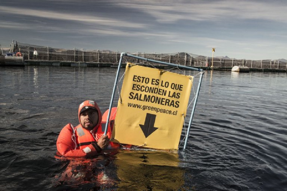 Greenpeace ante denuncias contra Nova Austral: «la credibilidad de la industria salmonicultora queda contra las cuerdas»