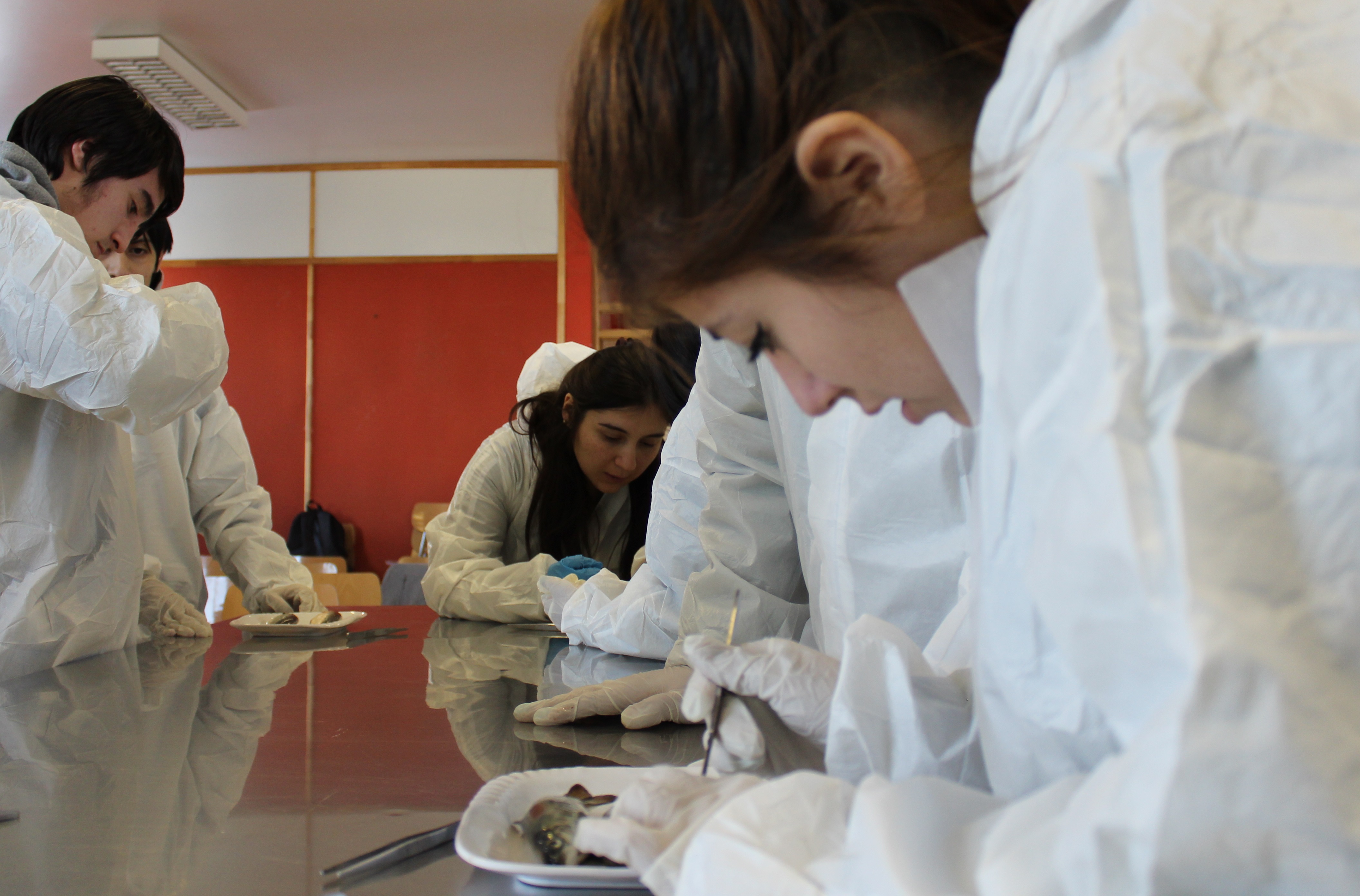 Asociación de Salmonicultores capacita a estudiantes en anatomía y salud de los salmones