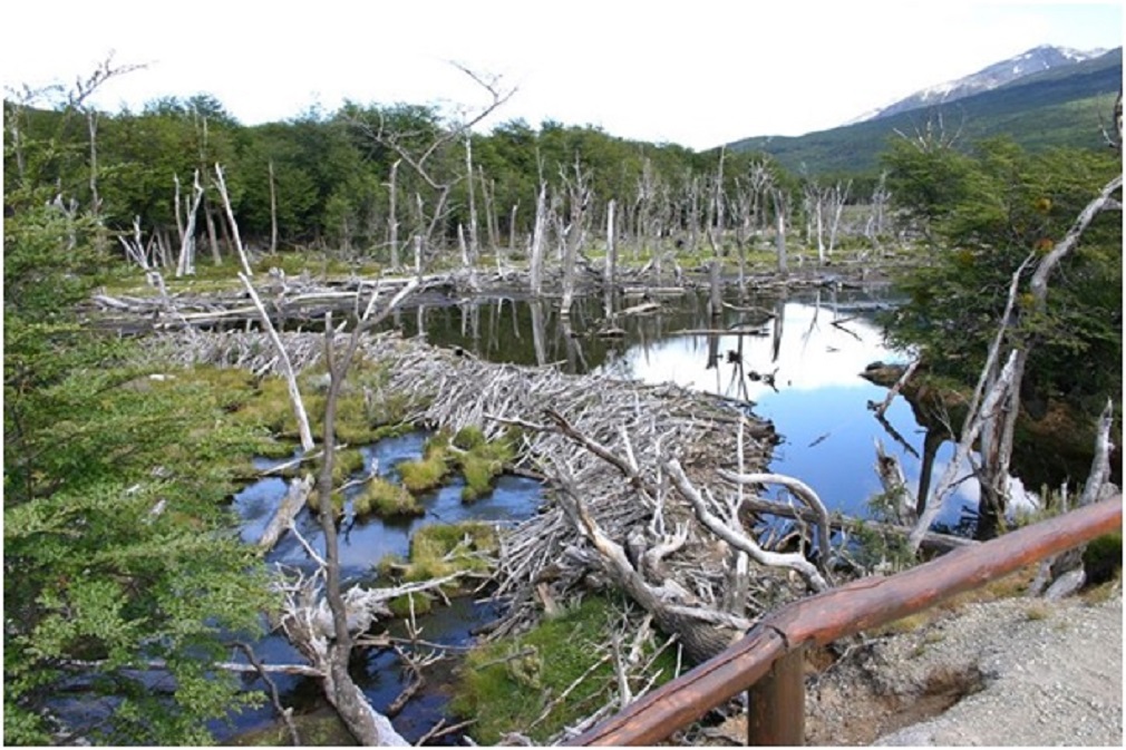 Guías de Turismo de Magallanes conocerán la problemática del castor como especie exótica invasora
