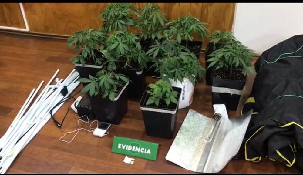 Hallazgo de cultivo de marihuana tras investigación por robo frustrado en Archipiélago de Chiloé
