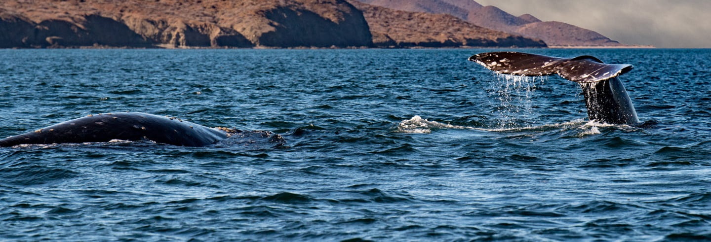 ¿Está prohibida en Chile la caza de ballenas?: la normativa imperante indica que es una actividad económica permitida