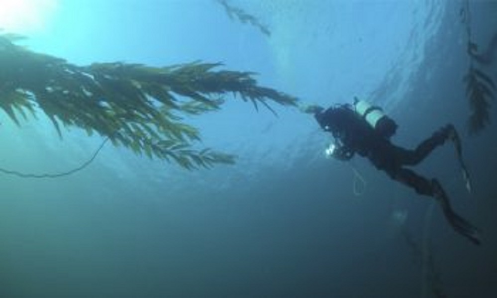 Bosques de huiro, bastiones de resistencia marina en el fin del mundo