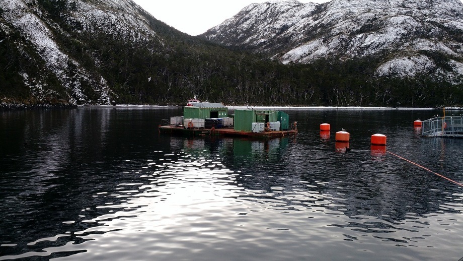 Denuncias de SERNAPESCA ante tribunales por presuntas irregularidades en los procesos productivos de NOVA AUSTRAL impactan en la prensa internacional