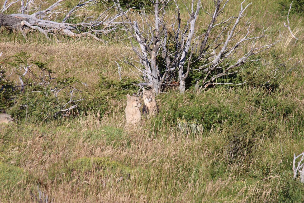 Investigación del CEQUA apoya normativa para la observación segura de pumas en el Paine