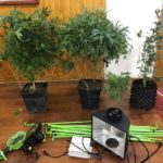 Detenido por Carabineros tenía orden de aprehensión pendiente por lesiones y cultivaba marihuana en su casa en el sector sur de Punta Arenas