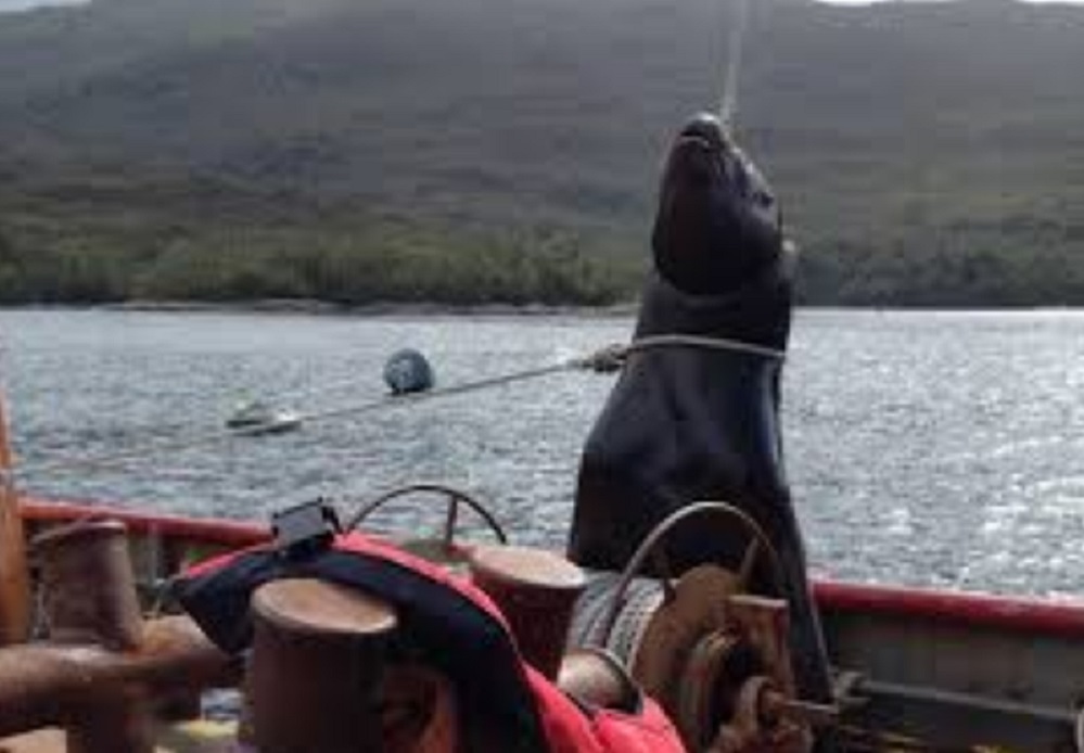 Denuncian matanza de lobos marinos en el Parque Nacional Alberto de Agostini