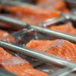En el primer trimestre de 2020 comenzará a operar moderna planta procesadora de salmones en Punta Arenas
