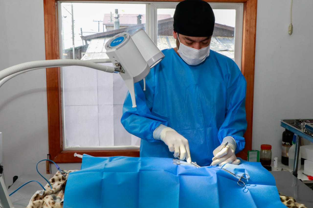 Realizan esterilización de mascotas en Puerto Williams