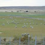 Ganaderos destacan avance de inspección predial realizado por SAG Magallanes en el control de ectoparásitos