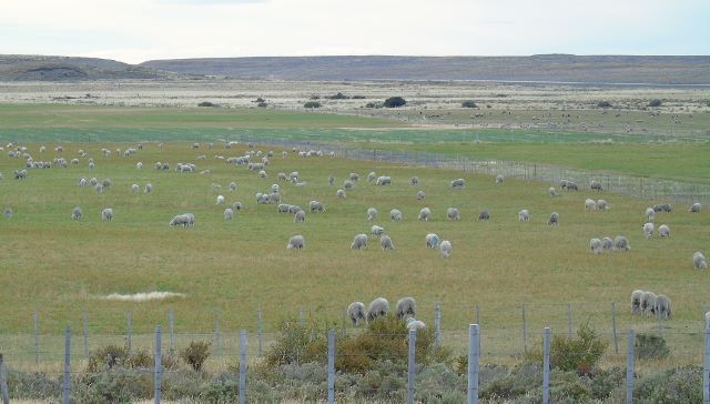 Ganaderos destacan avance de inspección predial realizado por SAG Magallanes en el control de ectoparásitos