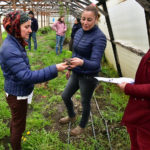 Agricultores natalinos ponen a raya a tijeretas y pulgones con técnicas naturales