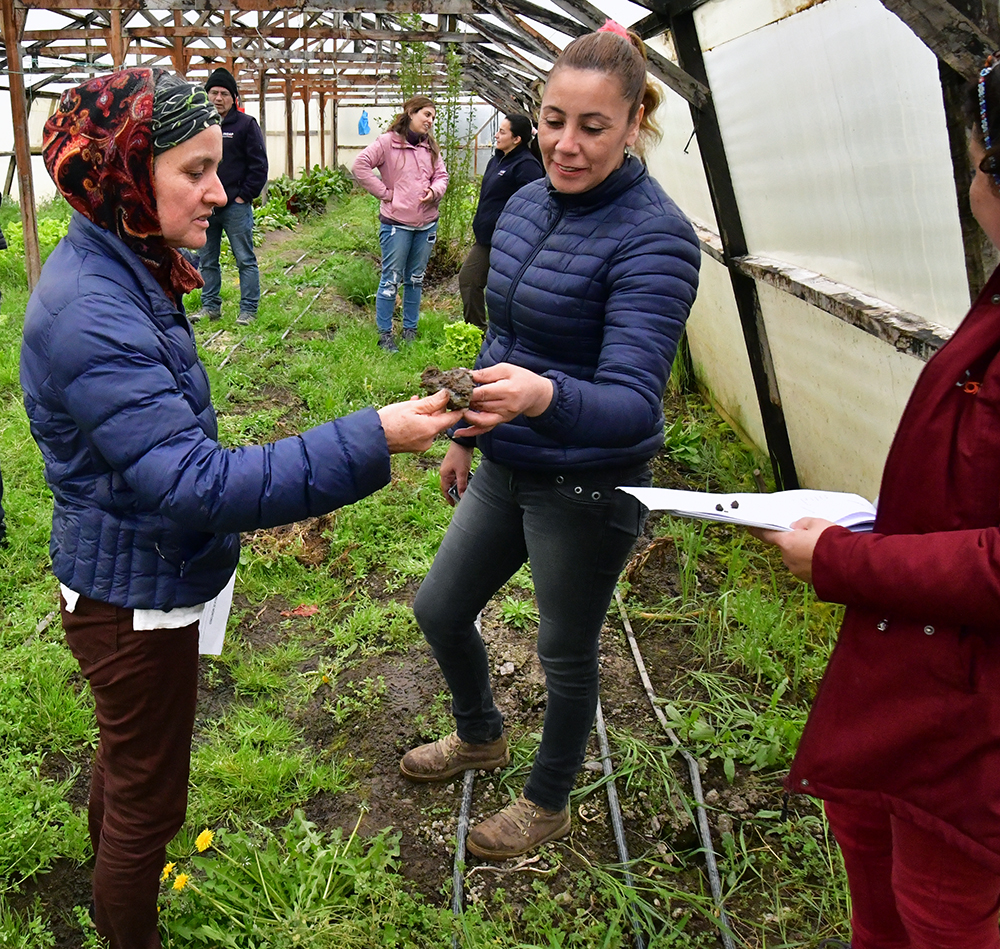 Agricultores natalinos ponen a raya a tijeretas y pulgones con técnicas naturales