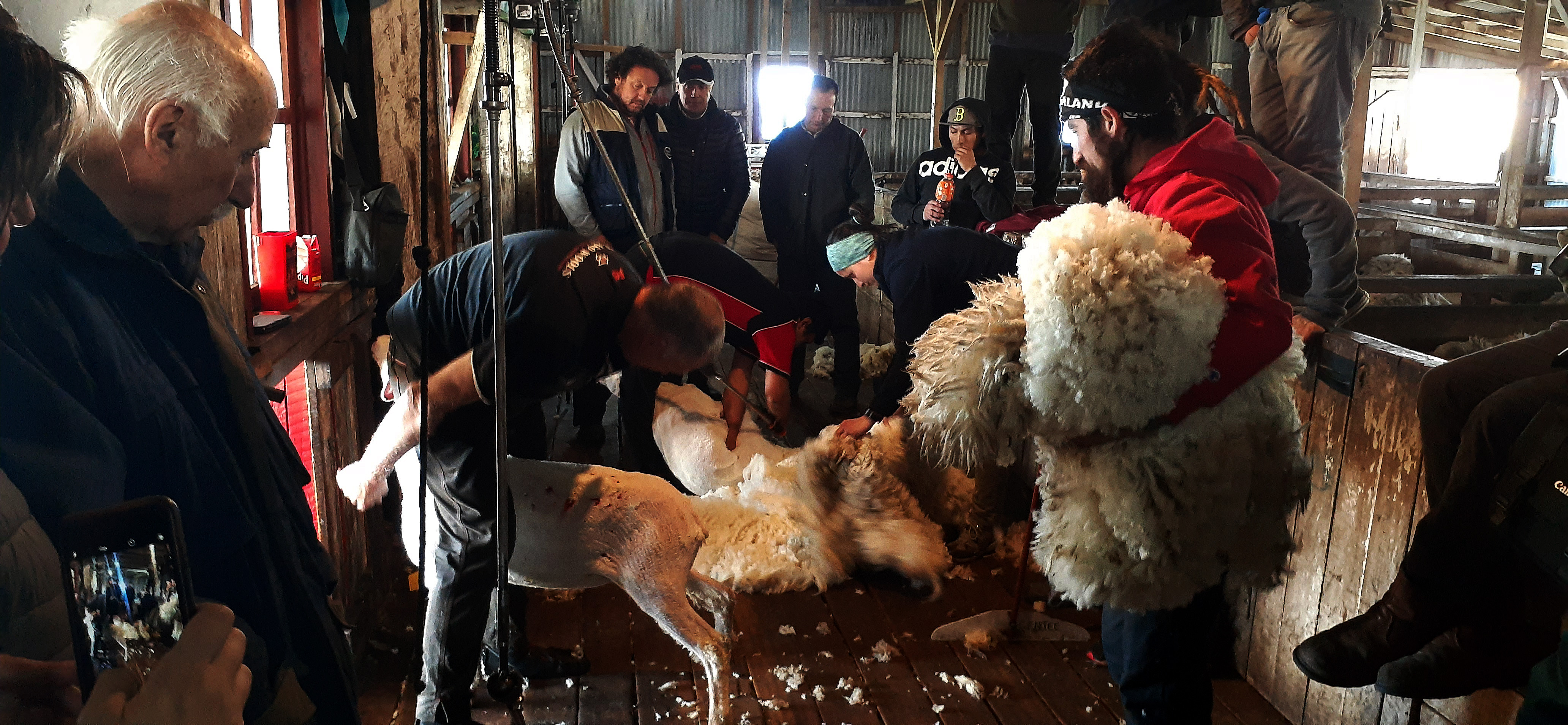 Estancia fueguina es la primera en la Patagonia que genera toda su producción ovina con energía solar