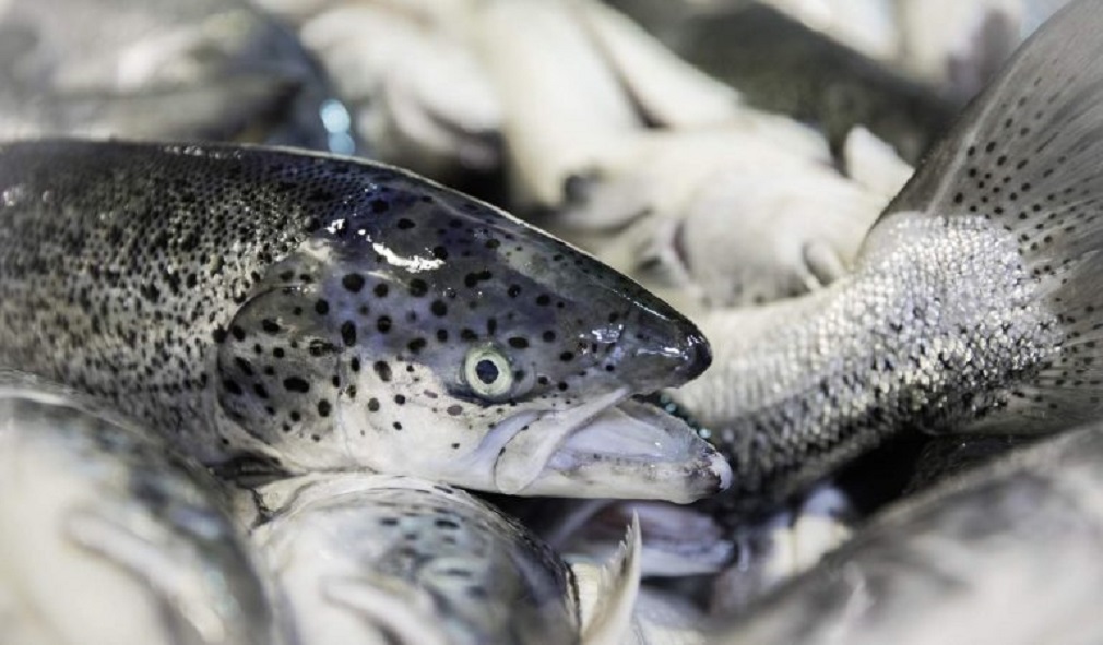 Proyectan millonaria inversión para una planta de cultivo de salmones en Rio Verde, región de Magallanes