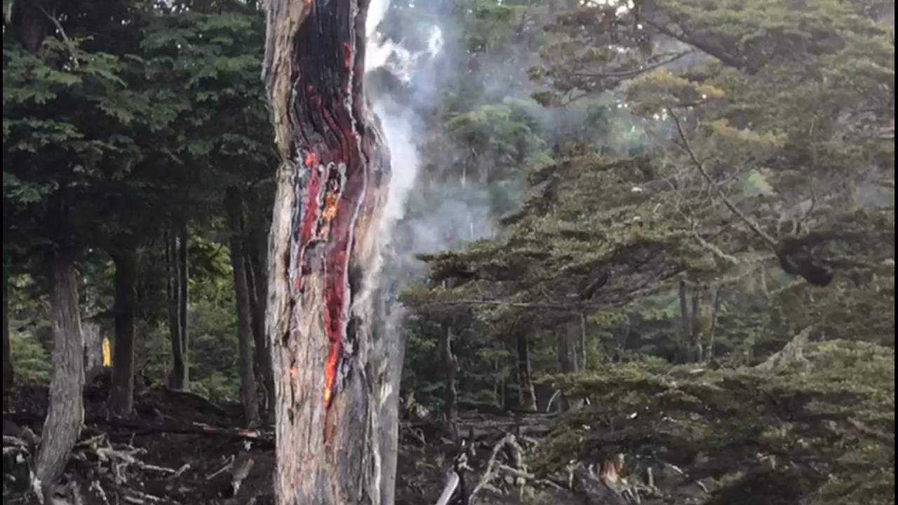 Registran incendio forestal por causas naturales en Cabo de Hornos