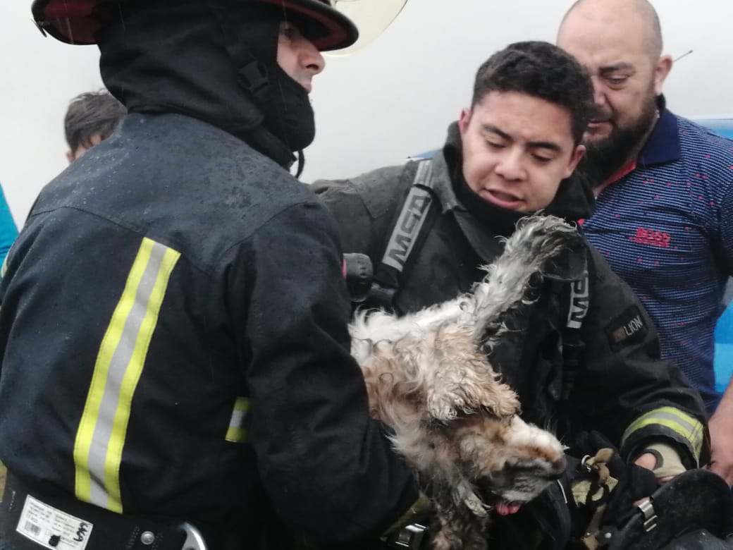 Murió el perro mascota afectado por incendio en Loteo del Mar