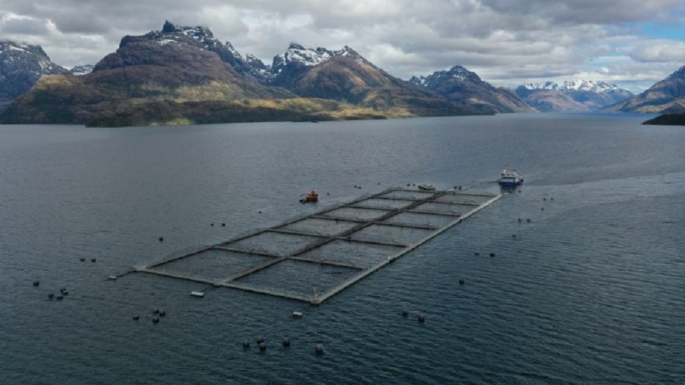 Primera cosecha de salmones de Multiexport Foods en Magallanes