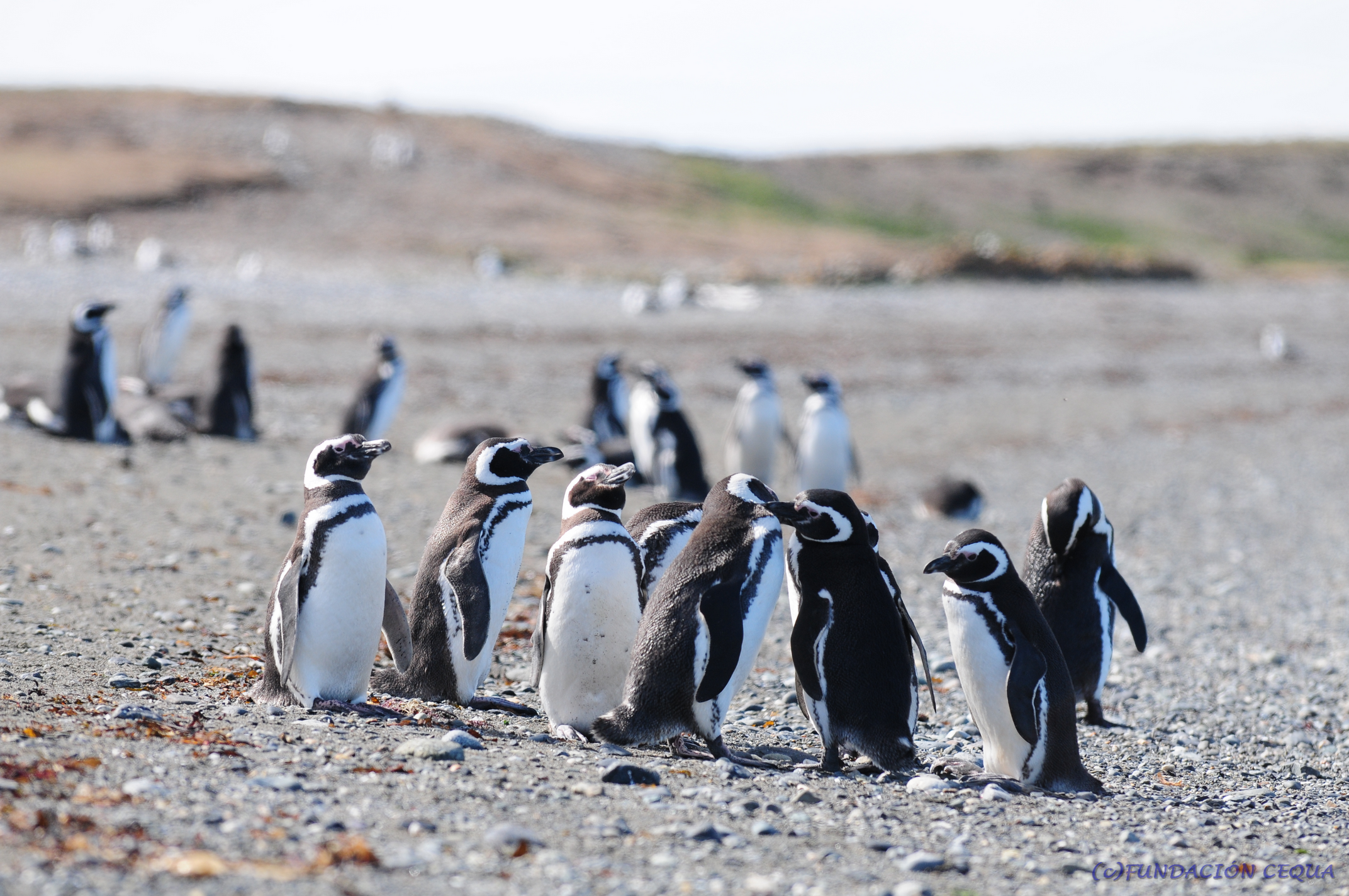 CEQUA estará a cargo de isla Contramaestre declarada como bien nacional protegido por Bienes Nacionales en Tierra del Fuego