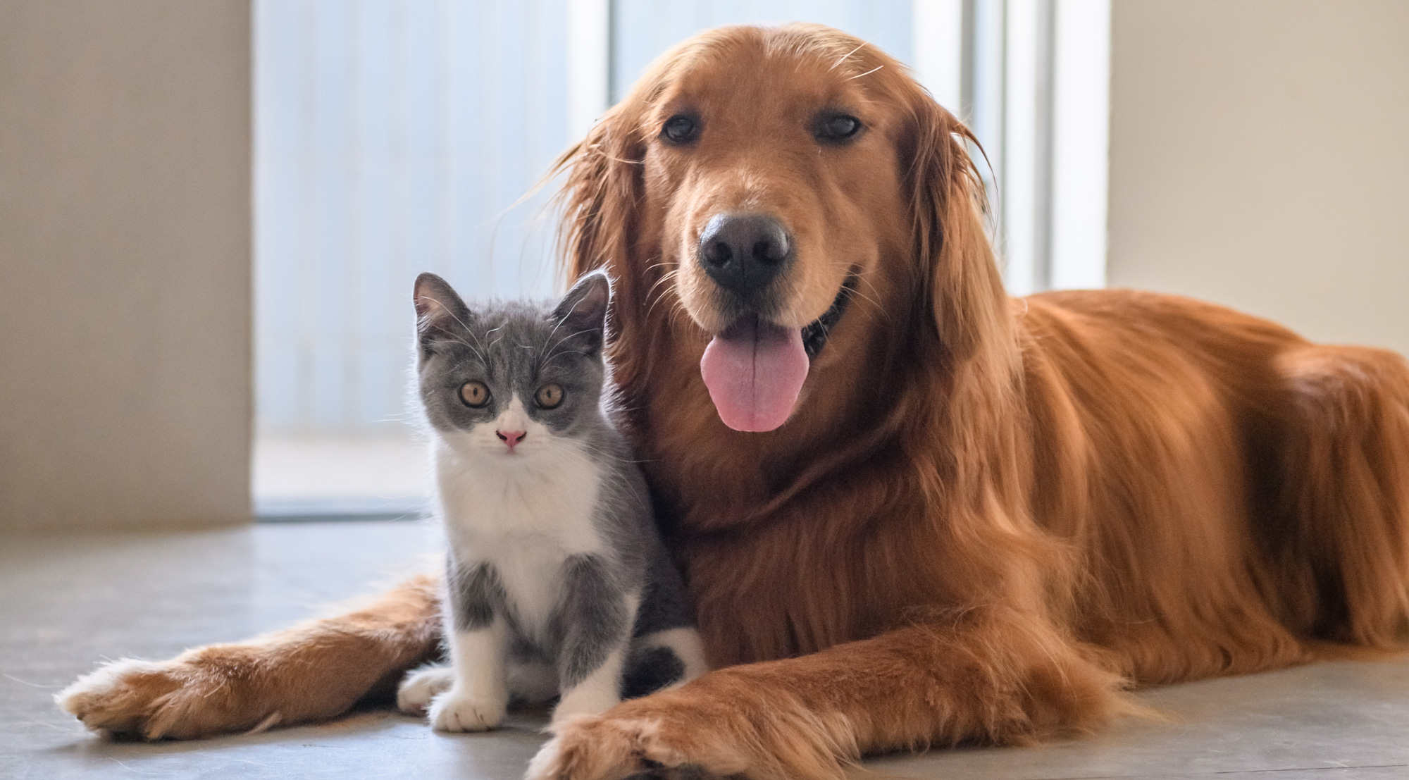Colegio Médico Veterinario entrega recomendaciones para pasar fiestas con mascotas