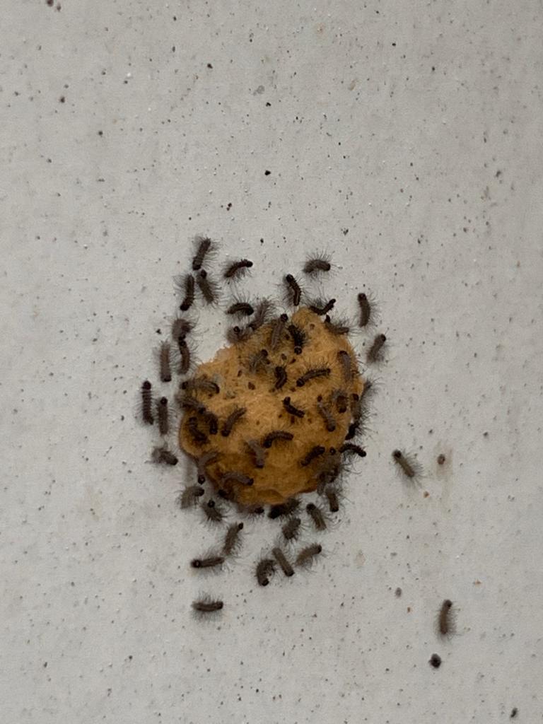 Inspección rutinaria de SAG Magallanes en Punta Arenas permite detectar y evitar el ingreso de peligrosa plaga invasora