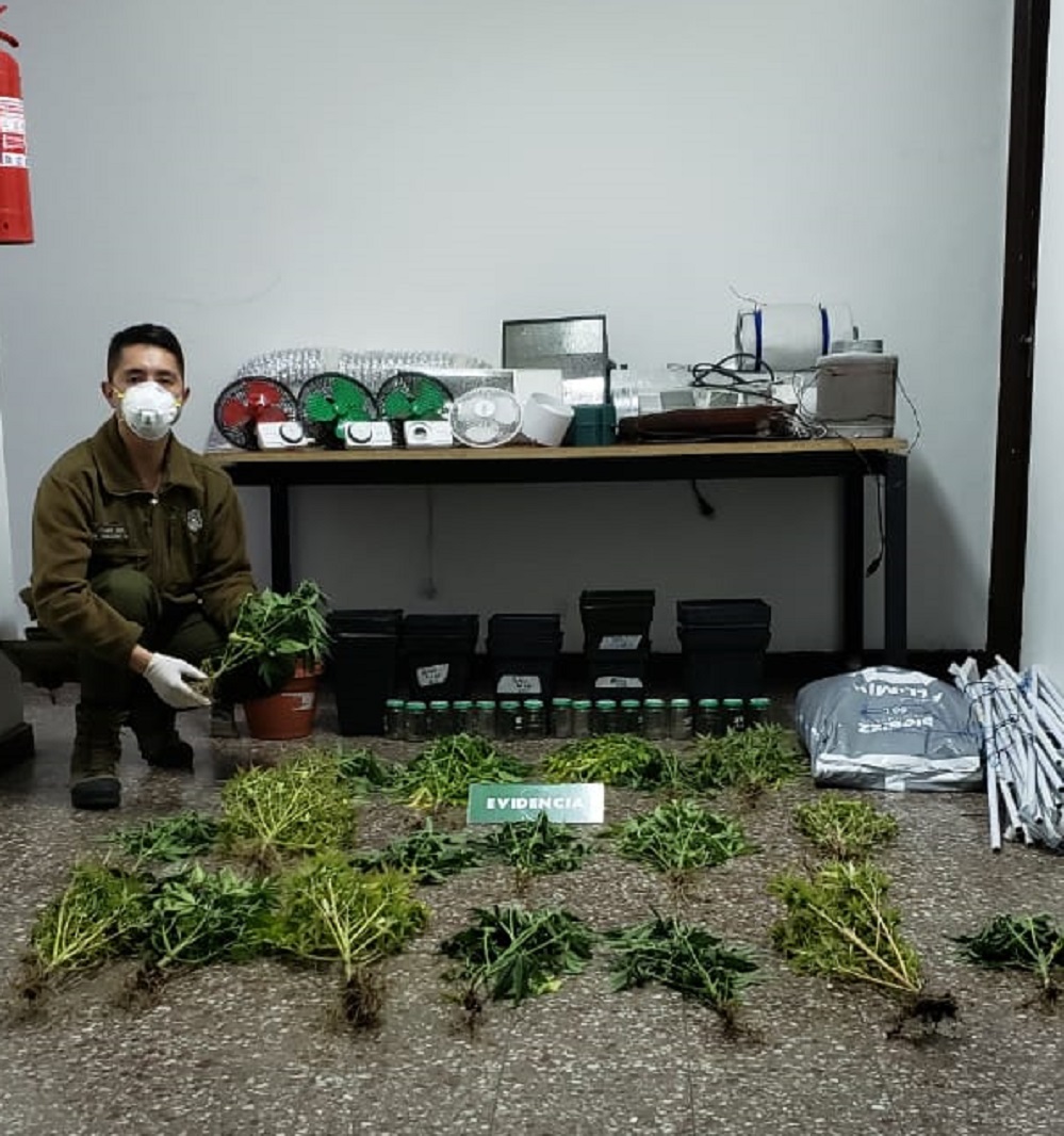 Sujeto que mantenía plantación indoor de marihuana en su domicilio, fue detenido por Carabineros de Puerto Natales