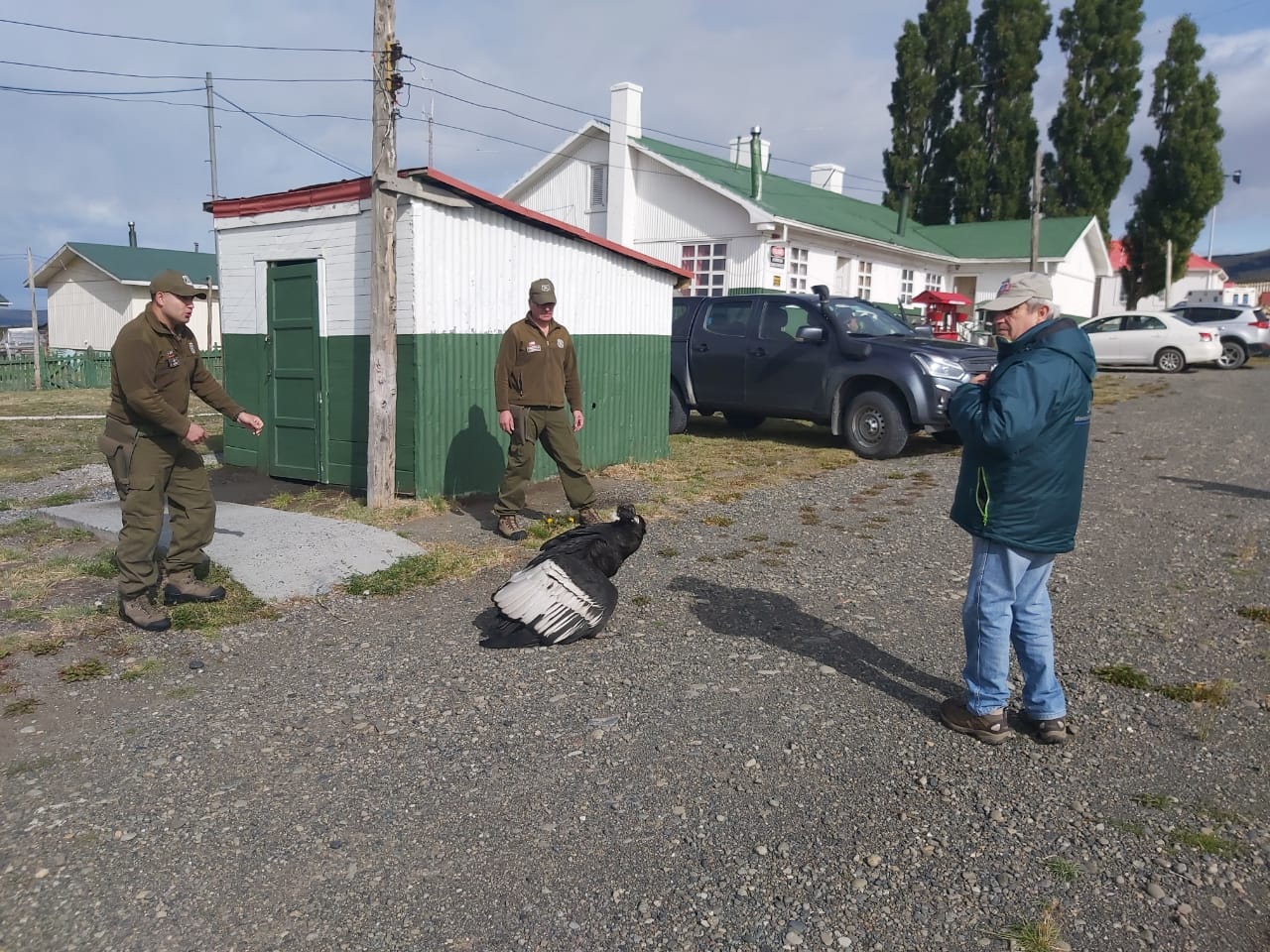 Carabineros entregó al SAG el cóndor rescatado herido en Ruta 9 Norte Cerro Guido