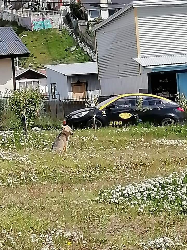 Presencia de un zorro en el sector sur de la ciudad, llama la atención de vecinos