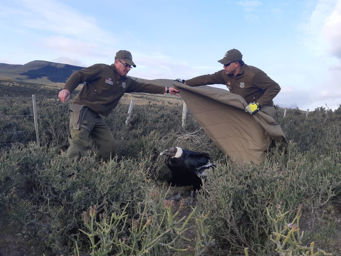 Carabineros rescatan un cóndor en Ruta 9 en el sector de Cerro Guido