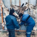 Pronto se inicia el rodaje de la película «Chumjaluwun» sobre el Cacique Mulato