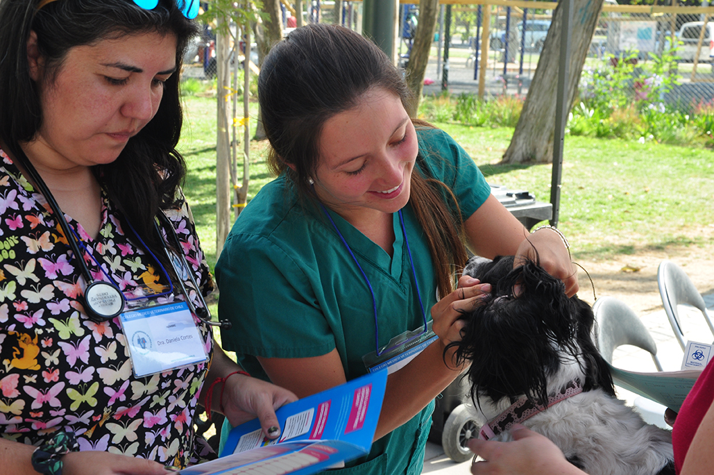Cerca del 50% de los médicos veterinarios del país trabajarían en clínica de pequeños animales