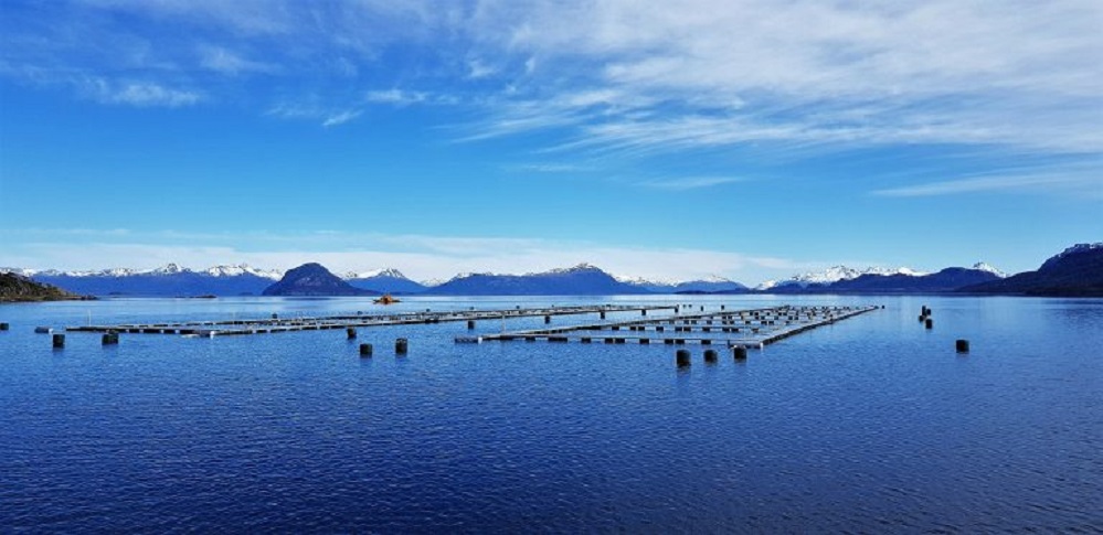 Centro de cultivo de salmones de Blumar en Magallanes obtuvo importante certificación de calidad