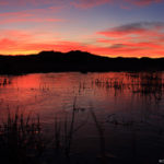 Hoy se conmemora el Día Mundial de los Humedales: la ciudad de Punta Arenas cuenta con el Humedal de Tres Puentes