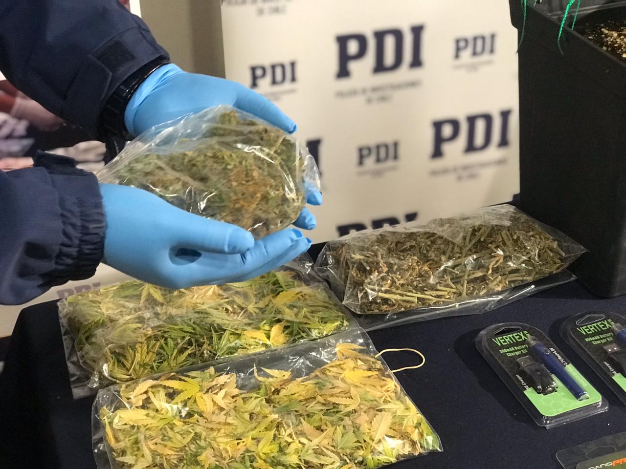 PDI detiene a un individuo por cultivo y microtráfico de cannabis sativa en Puerto Natales